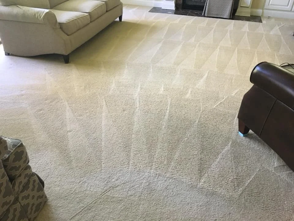 Freshly cleaned residential carpet