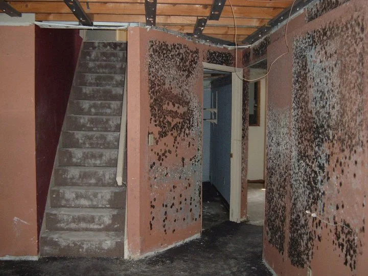Severe mold condition